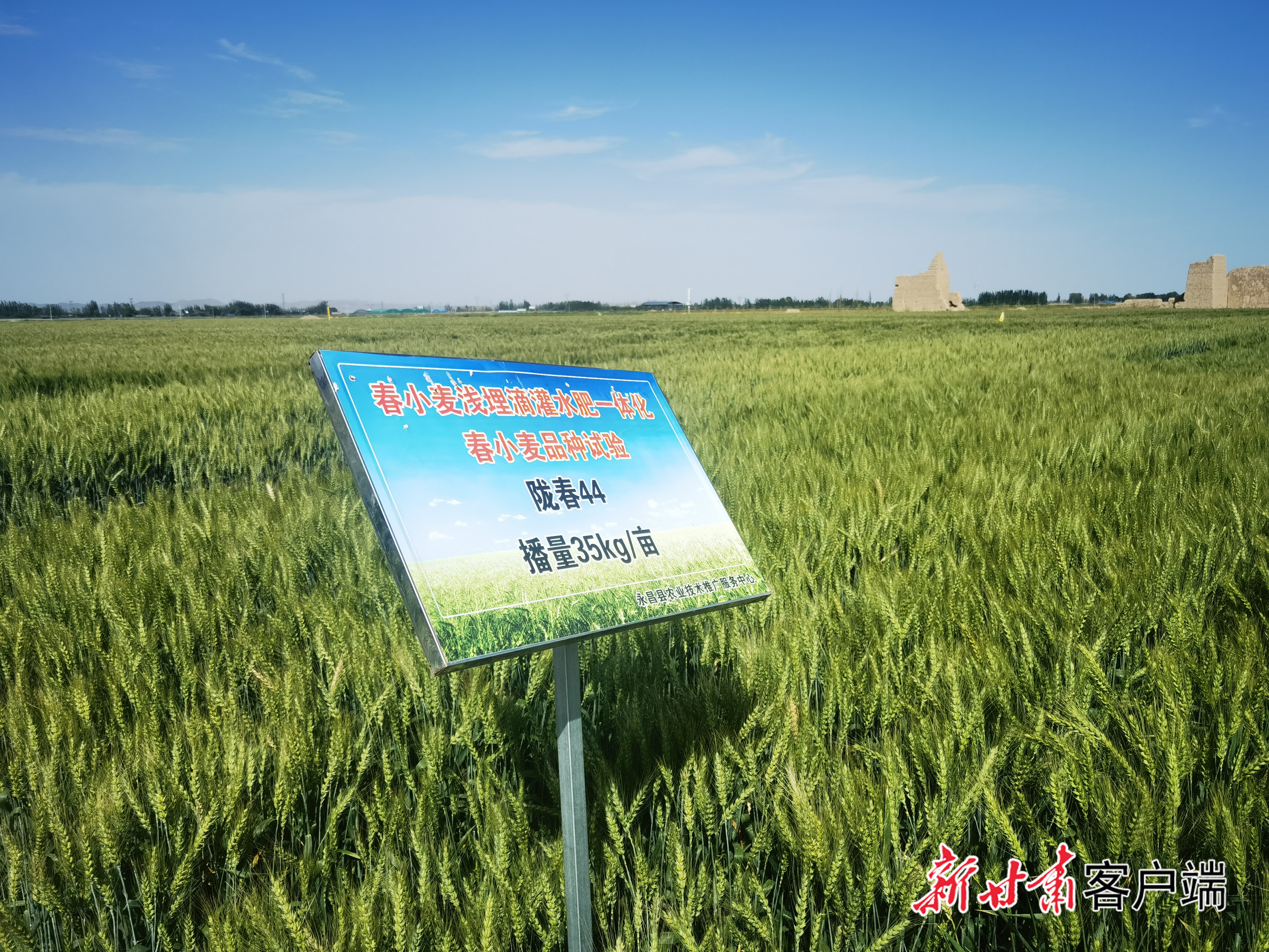 永昌县千亩示范种植基地“陇春44号”长势喜人　图由新甘肃&middot;甘肃日报记者冯宝强摄