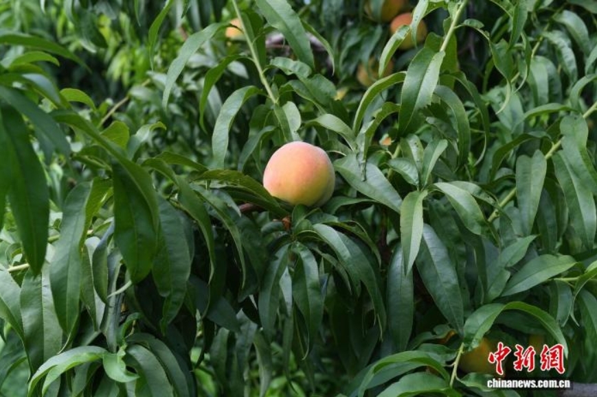 7月22日,河北省衡水市阜城县漫河镇的2100亩黄桃喜迎丰收,一颗颗成熟的黄桃挂满枝头,果香四溢,果农们穿梭在桃林间,忙着摘果、运果、装车。图为绿叶衬托下的黄桃。苗凤强 摄