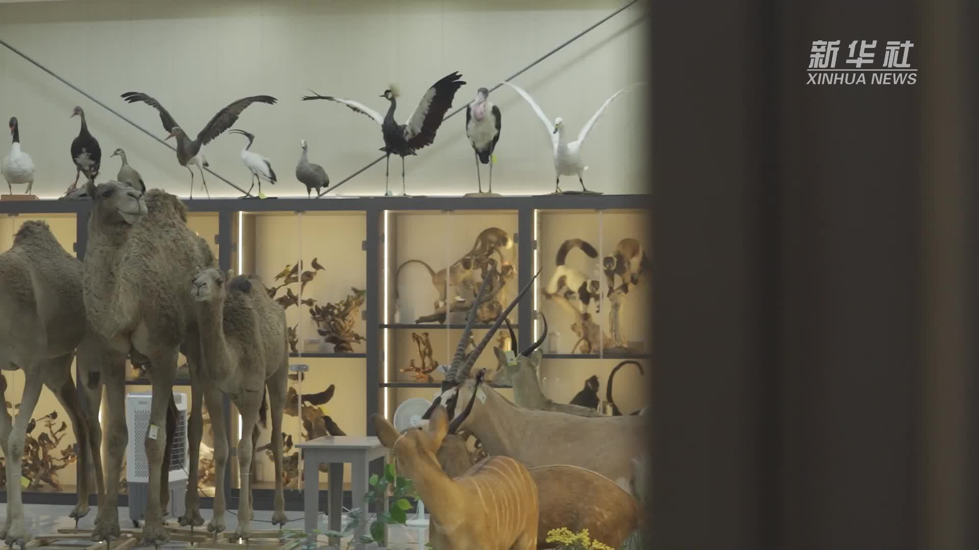 标本制作技艺：为动物重塑生命