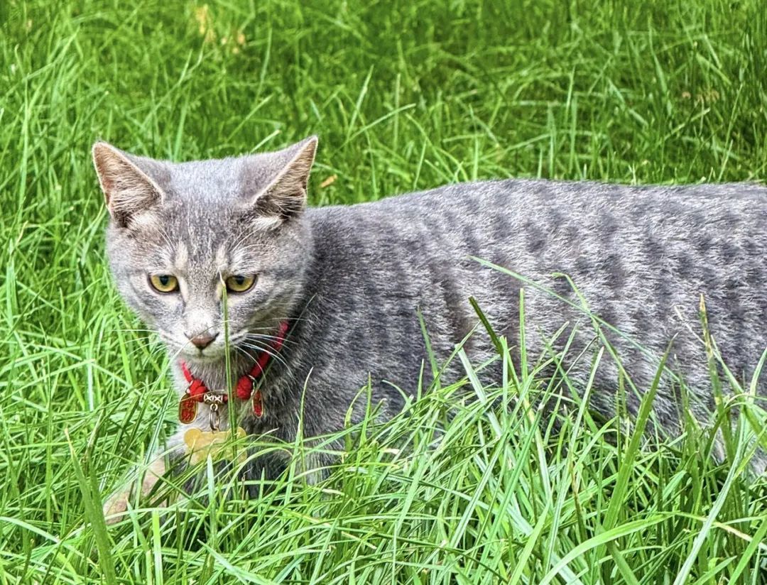 文庙猫影：一个不识字的史官　视功名如云烟