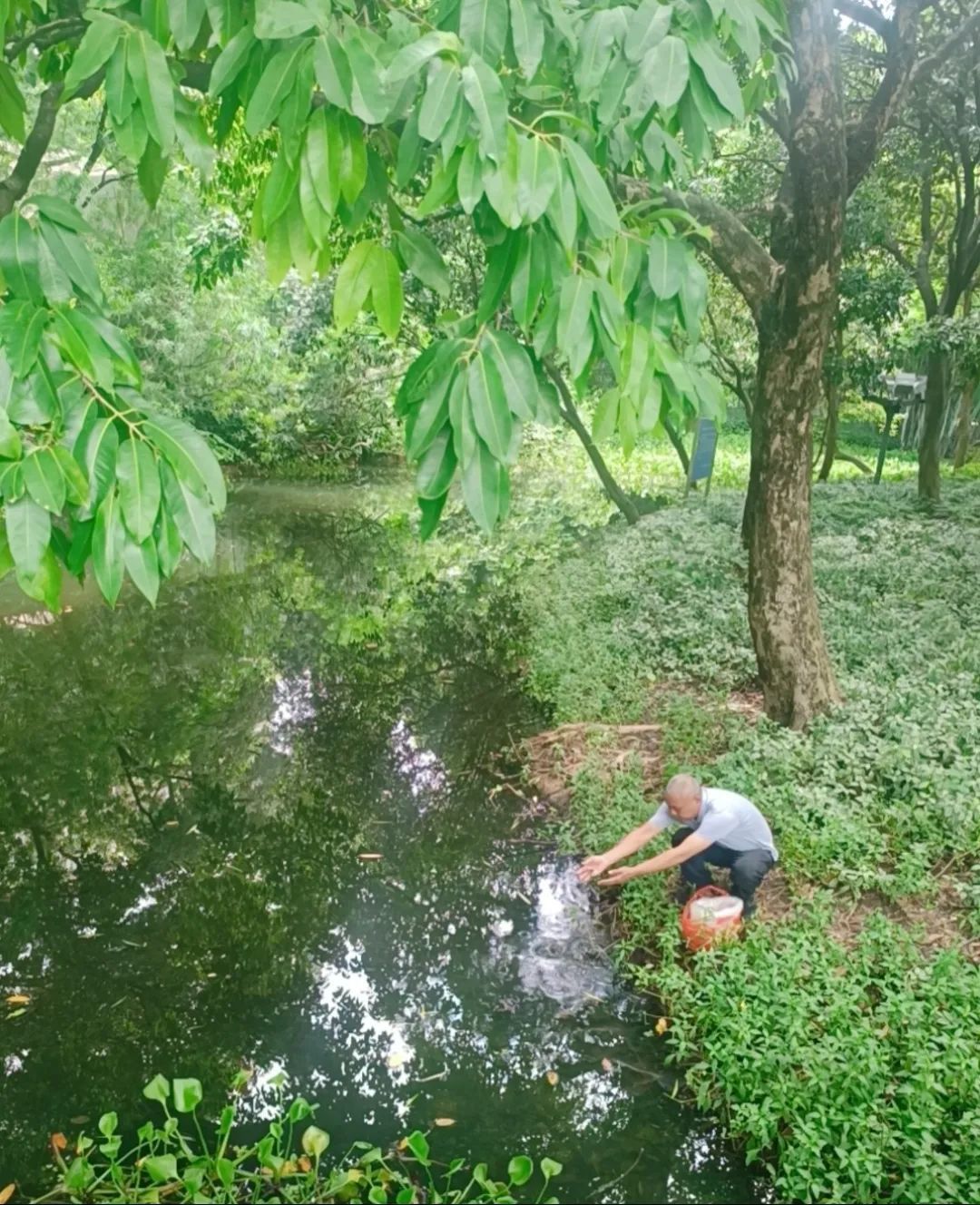 禅城城管：放鱼治蚊，筑牢户外“防蚊屏障”