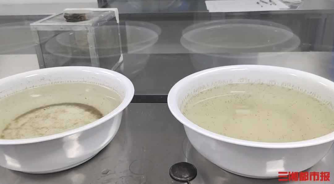 湖南省疾病预防控制中心传防所繁育的蚊子。