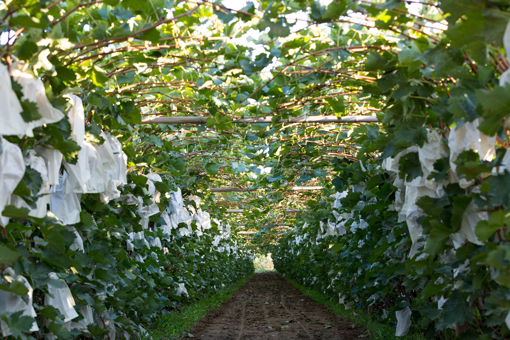 青岛乡里乡亲|日庄镇沟东新村:文明乡风激活乡村振兴“一池春水”