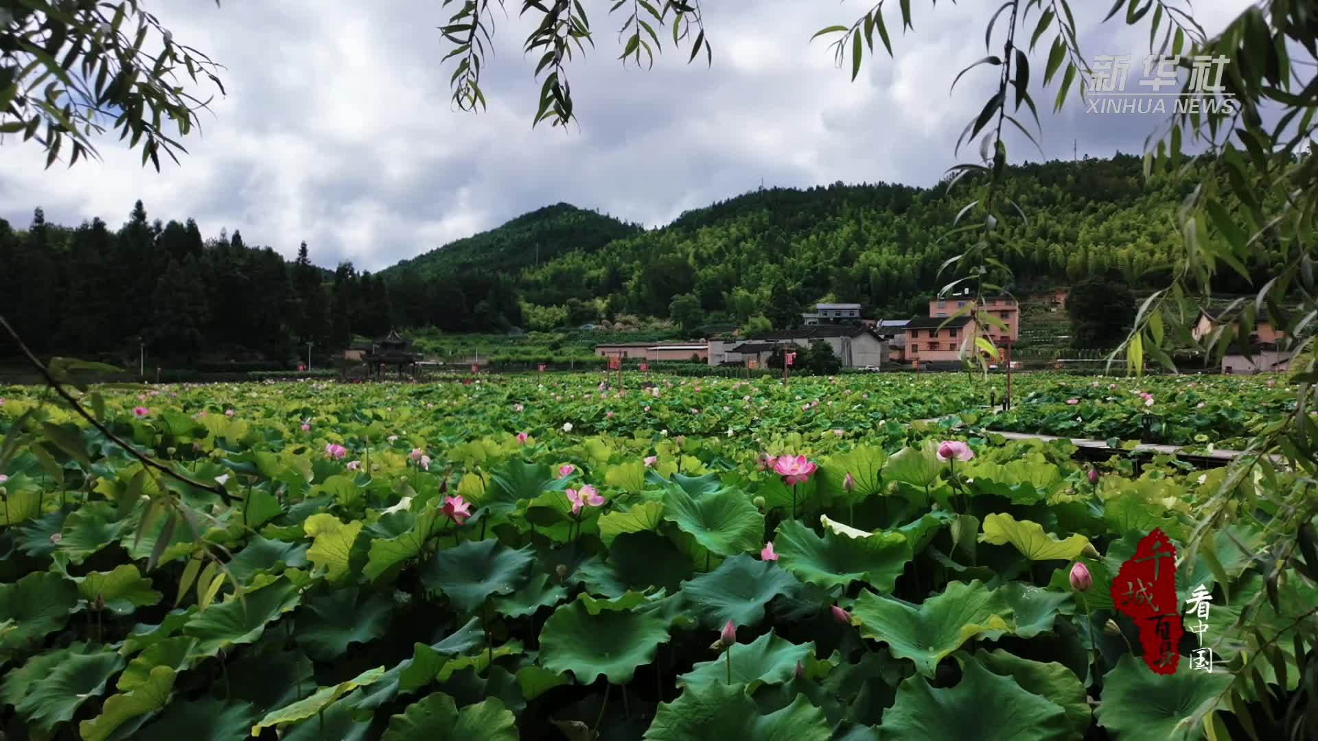 千城百县看中国｜福建屏南：荷风漫卷一夏诗