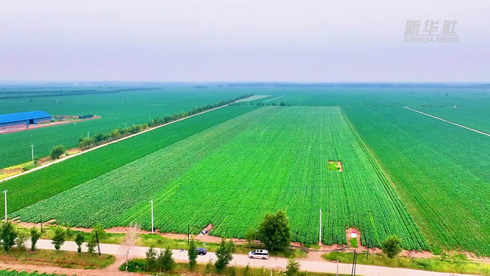 千城胜景｜吉林长岭：马铃薯花开村色秀