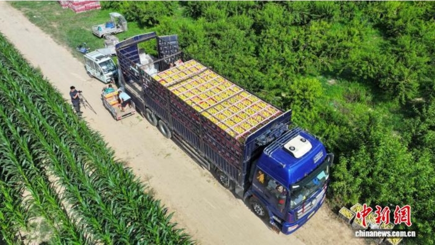 7月22日,河北省衡水市阜城县漫河镇的2100亩黄桃喜迎丰收,一颗颗成熟的黄桃挂满枝头,果香四溢,果农们穿梭在桃林间,忙着摘果、运果、装车。图为航拍果农将黄桃装车。(无人机照片)袁瀚鹏 摄
