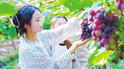 揚子洲鎮上房村美樂生態葡萄園迎來了豐收，吸引眾多市民游客前來采摘品嘗。洪觀新聞記者 楊紫韜 攝