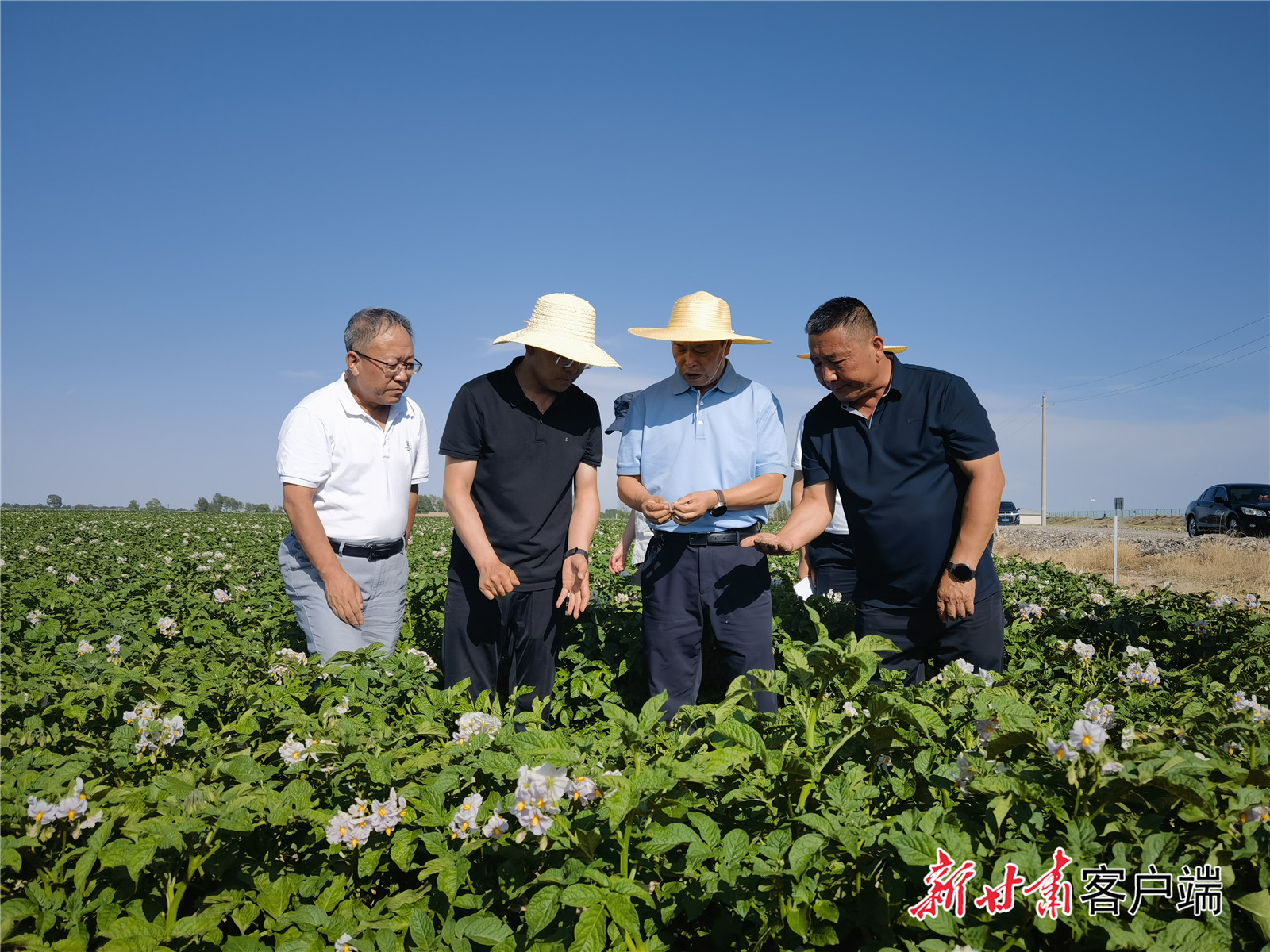 专家组在马铃薯示范基地查看马铃薯长势