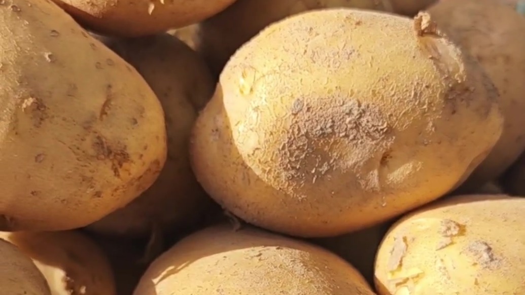 中国·定西马铃薯大会在定西市举办