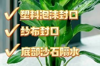 居家清积水·水养植物篇