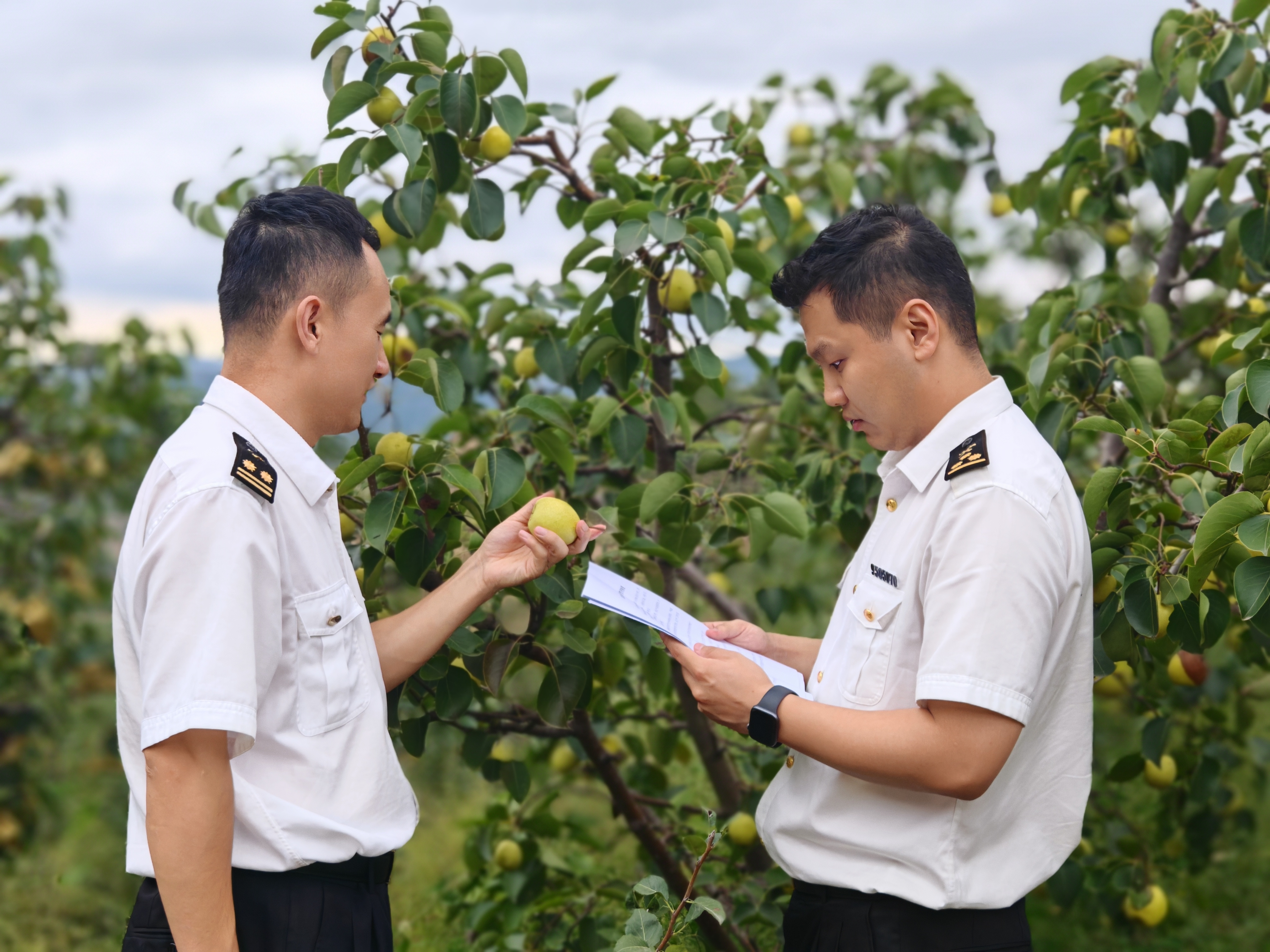 兰州海关所属天水海关业务骨干深入出口果园开展技术指导