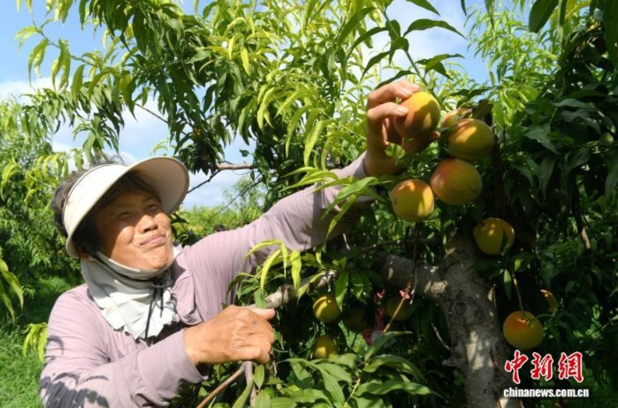 7月22日,河北省衡水市阜城县漫河镇的2100亩黄桃喜迎丰收,一颗颗成熟的黄桃挂满枝头,果香四溢,果农们穿梭在桃林间,忙着摘果、运果、装车。图为果农在采摘黄桃。苗凤强 摄