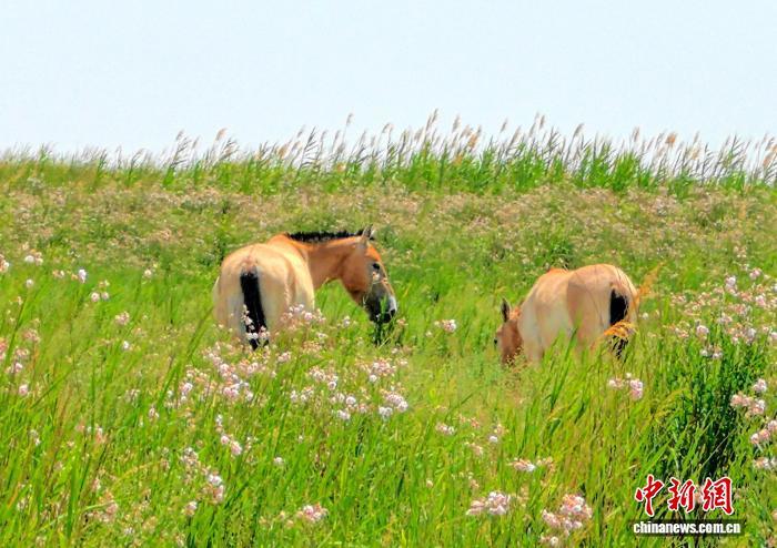 跨区域合作，将极大改善普氏野马近亲衰退状况。张赫凡　摄