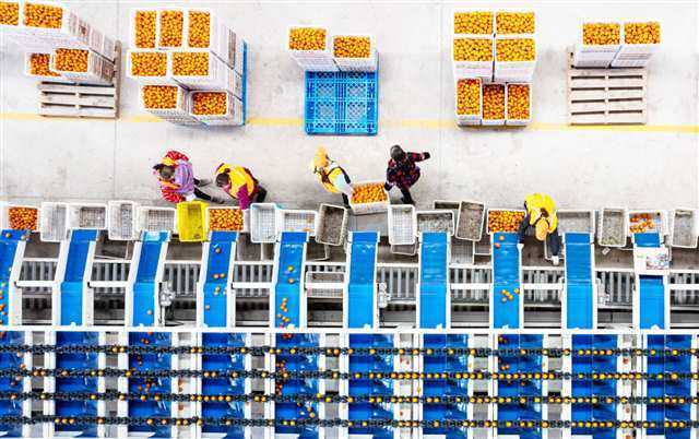 ▲2月18日,巫山县荣科物流园洗果分拣中心,柑橘分拣、装车后准备外销。记者 尹诗语 摄