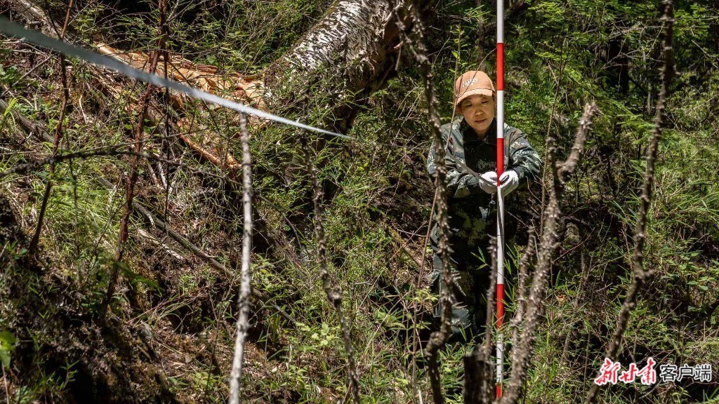 攀海拔3400米陡坡蹚急流　他们连日踏查摸林草“家底”