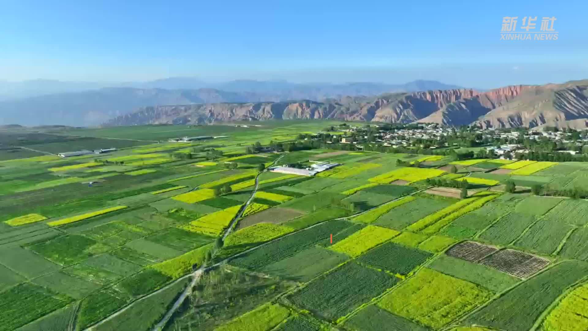 青海循化：油菜花田美不胜收