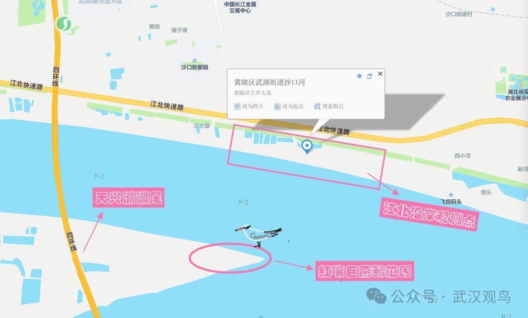 红嘴巨燕鸥位置 灵魂画手乌小编.png