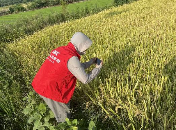 人保财险“保险+科技+服务”融合创新服务三农保丰收