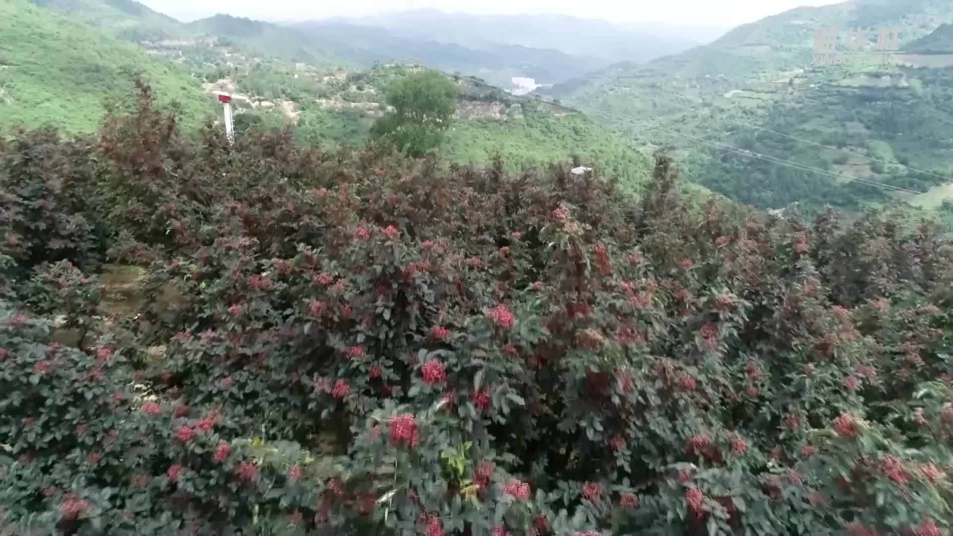 秦岭深处 花椒红了