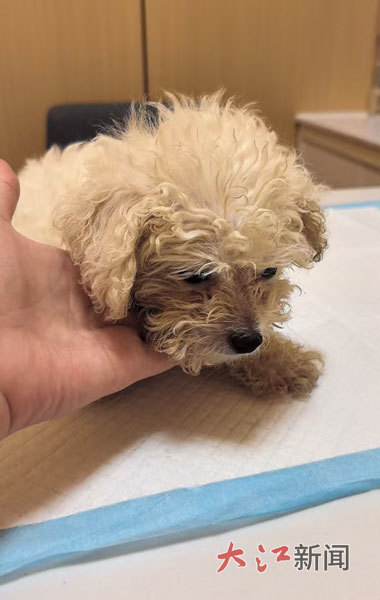 杨女士购买的宠物狗。