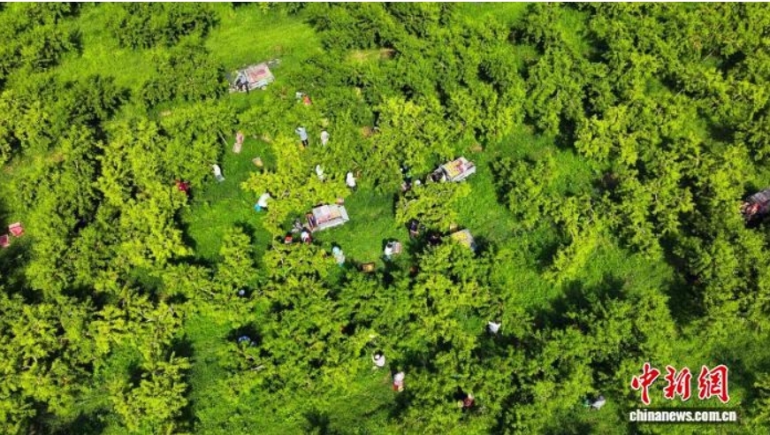 7月22日,河北省衡水市阜城县漫河镇的2100亩黄桃喜迎丰收,一颗颗成熟的黄桃挂满枝头,果香四溢,果农们穿梭在桃林间,忙着摘果、运果、装车。图为航拍果农采摘黄桃。(无人机照片 )袁瀚鹏 摄