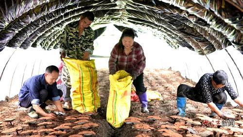 村民在大棚里采收灵芝