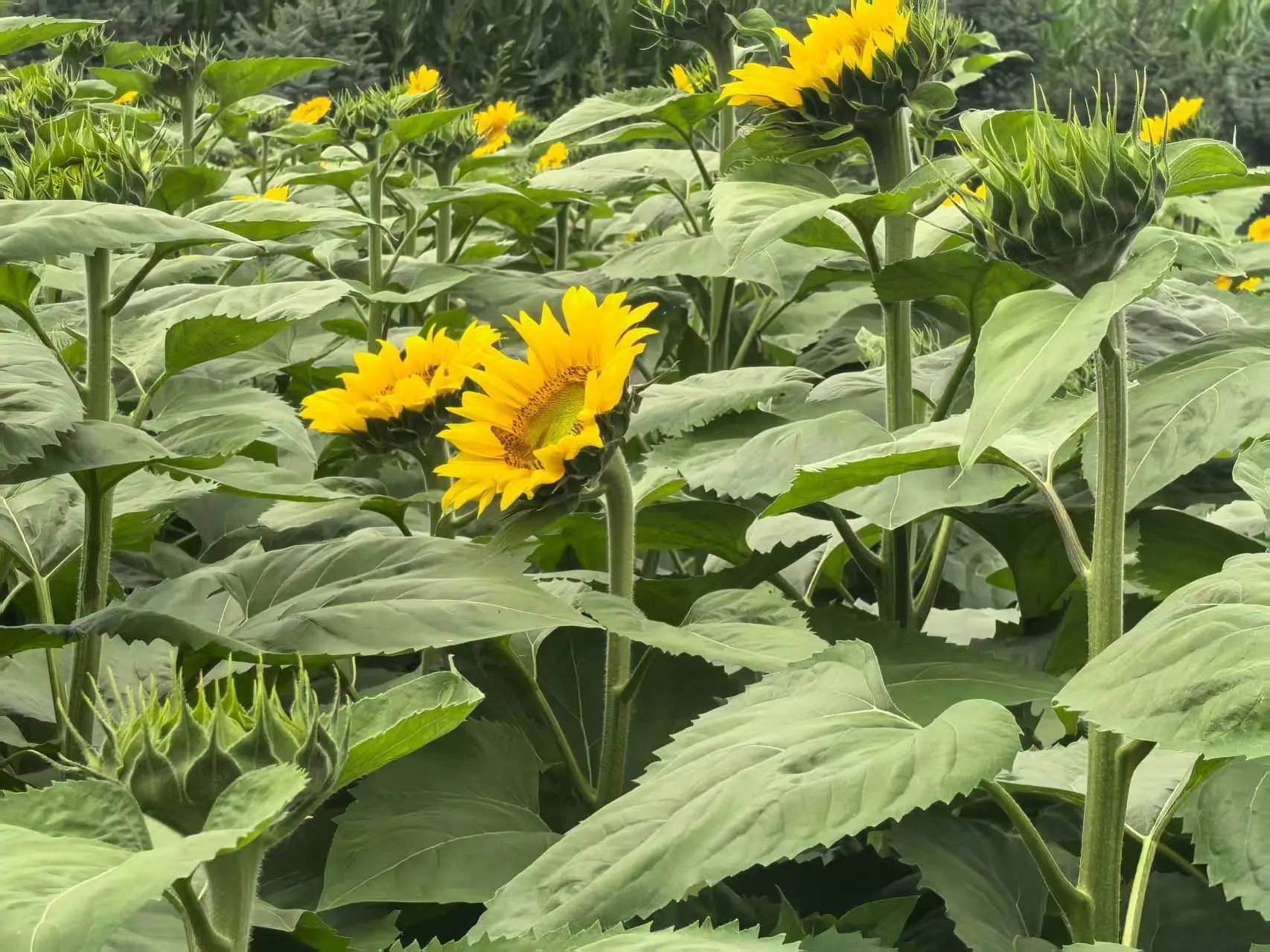 华亭向日葵绽放惊艳一“夏”　快来打卡