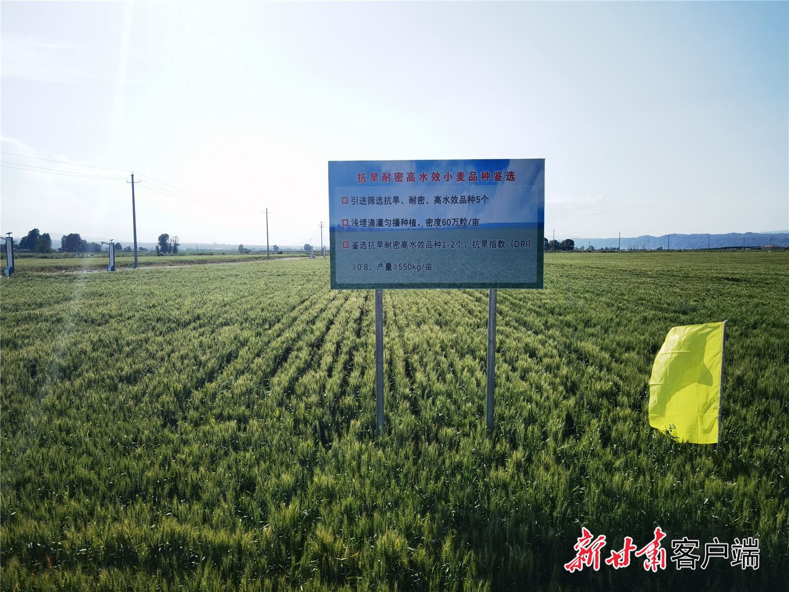 小麦品种示范基地