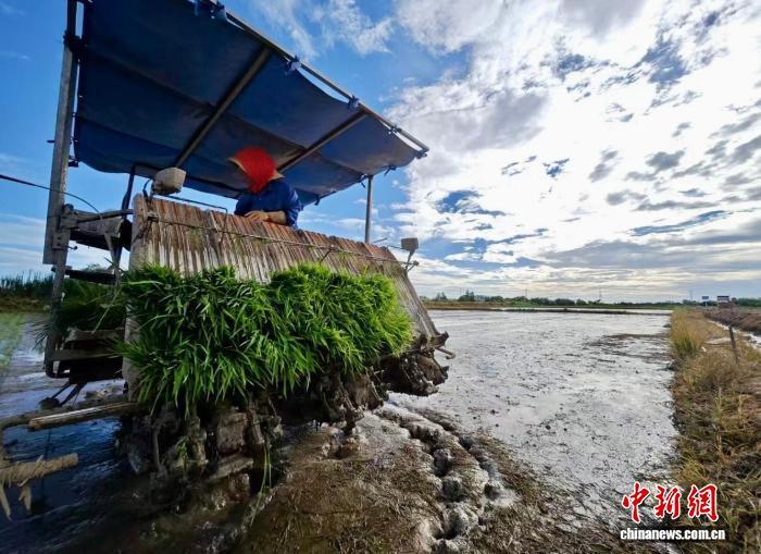 图为江西省南昌市新建区联圩镇万亩水稻绿色高产示范基地内，农户在栽播晚稻。刘家兴 摄