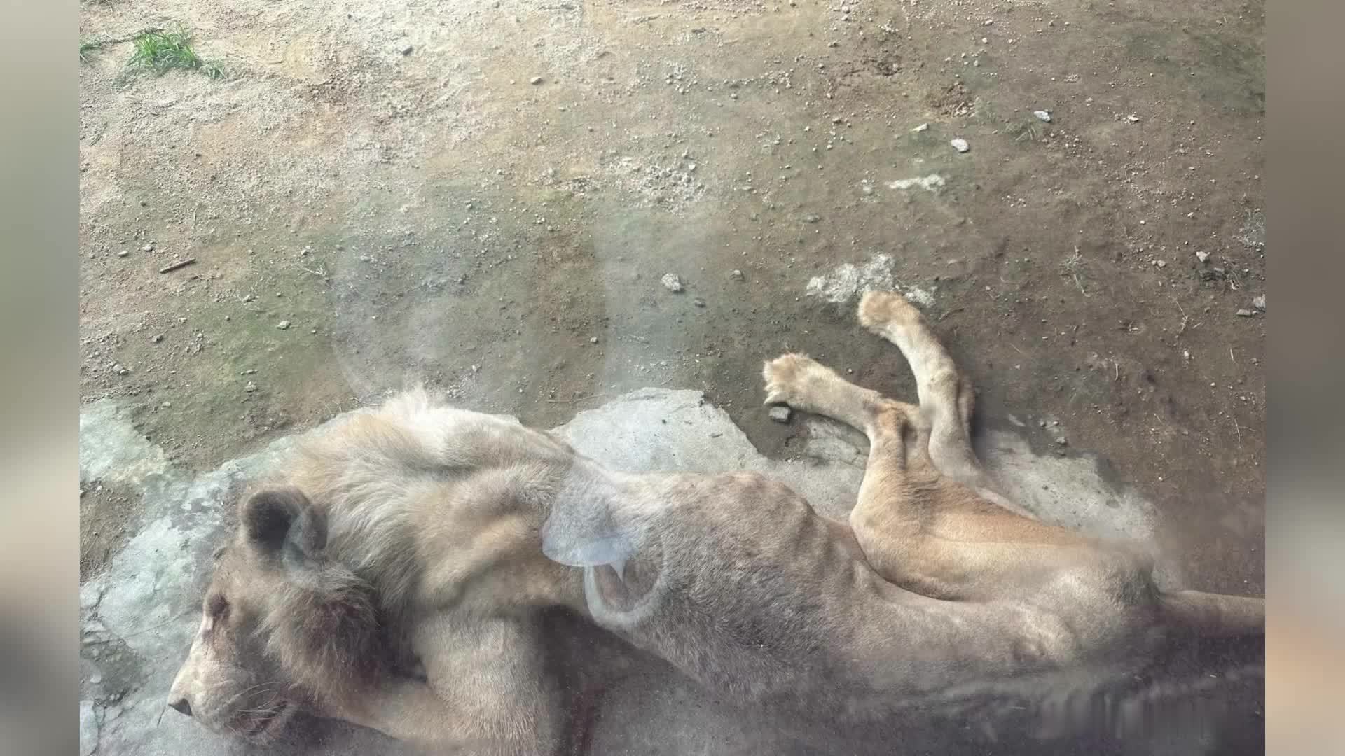 动物园回应狮子瘦骨嶙峋：已步入老年阶段，生活作息、进食均正常