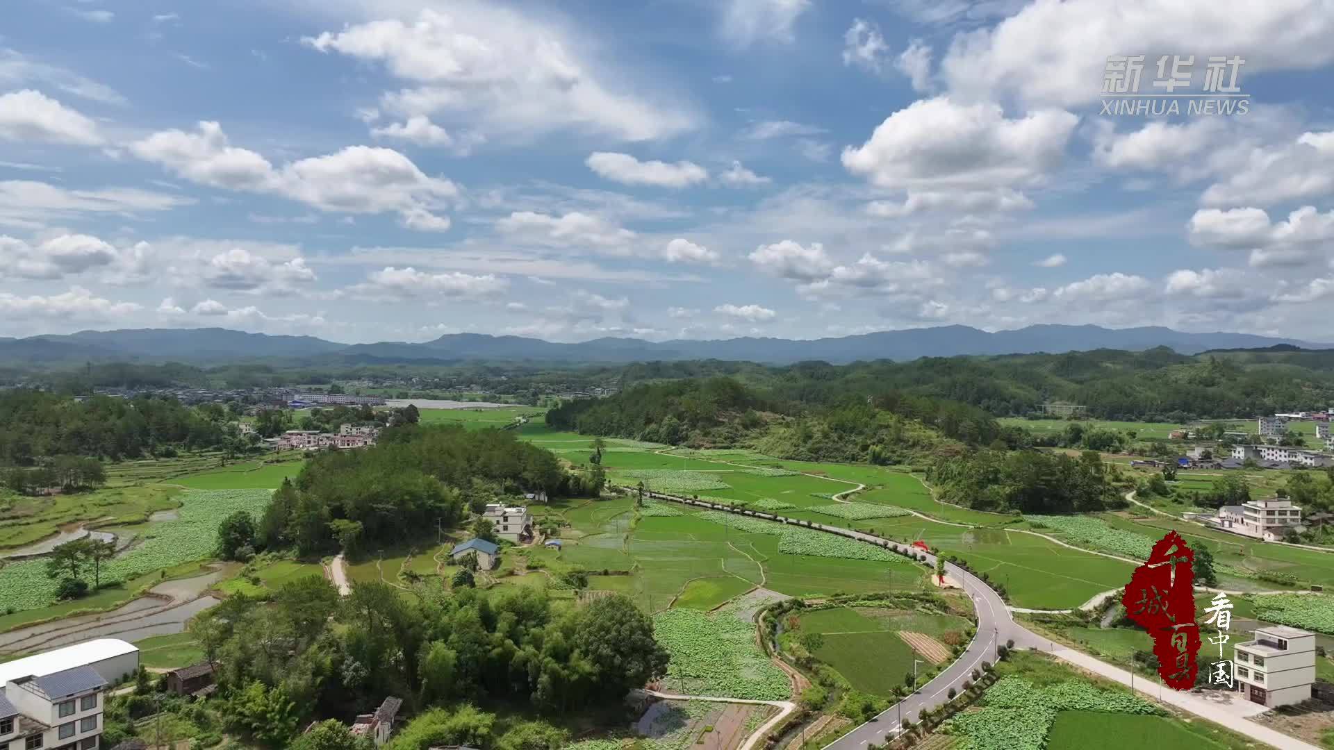 千城百县看中国｜福建宁化：七月农忙时 田间遍插绿