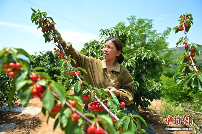 2023年6月8日，甘肃省天水市秦州区大樱桃陆续成熟，迎来收获季。（资料图）　李亚龙　摄