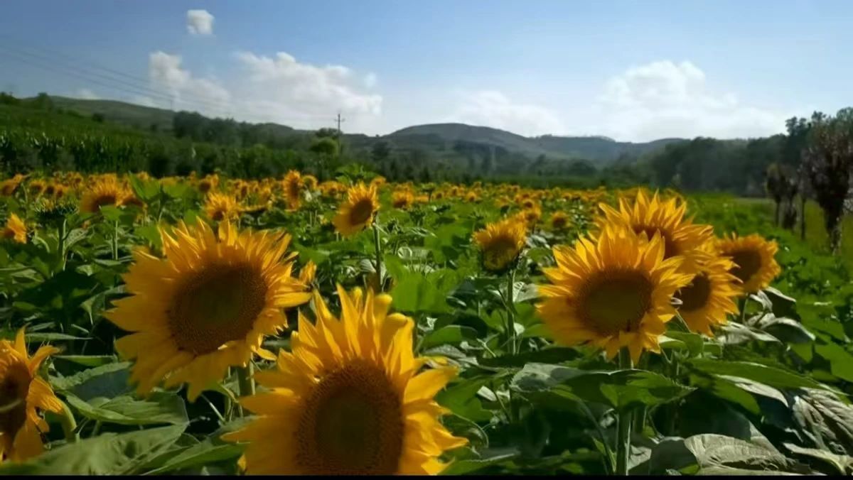 华亭向日葵绽放惊艳一“夏”　快来打卡