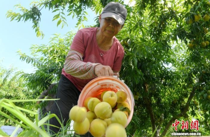 7月22日,河北省衡水市阜城县漫河镇的2100亩黄桃喜迎丰收,一颗颗成熟的黄桃挂满枝头,果香四溢,果农们穿梭在桃林间,忙着摘果、运果、装车。图为果农采摘下来的黄桃。苗凤强 摄