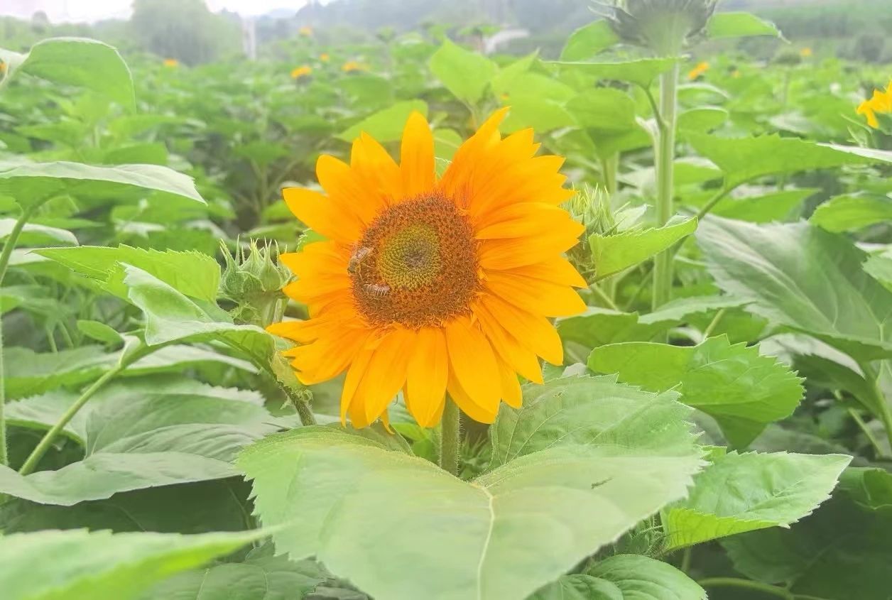 华亭向日葵绽放惊艳一“夏”　快来打卡