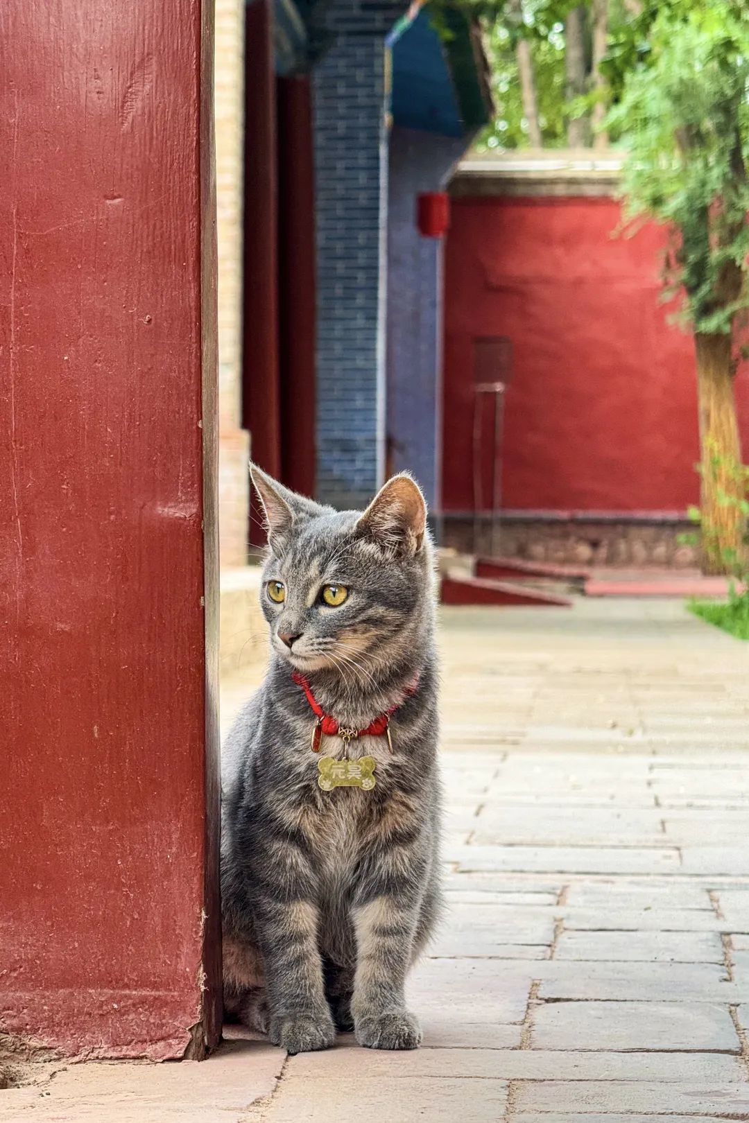 文庙猫影：一个不识字的史官　视功名如云烟