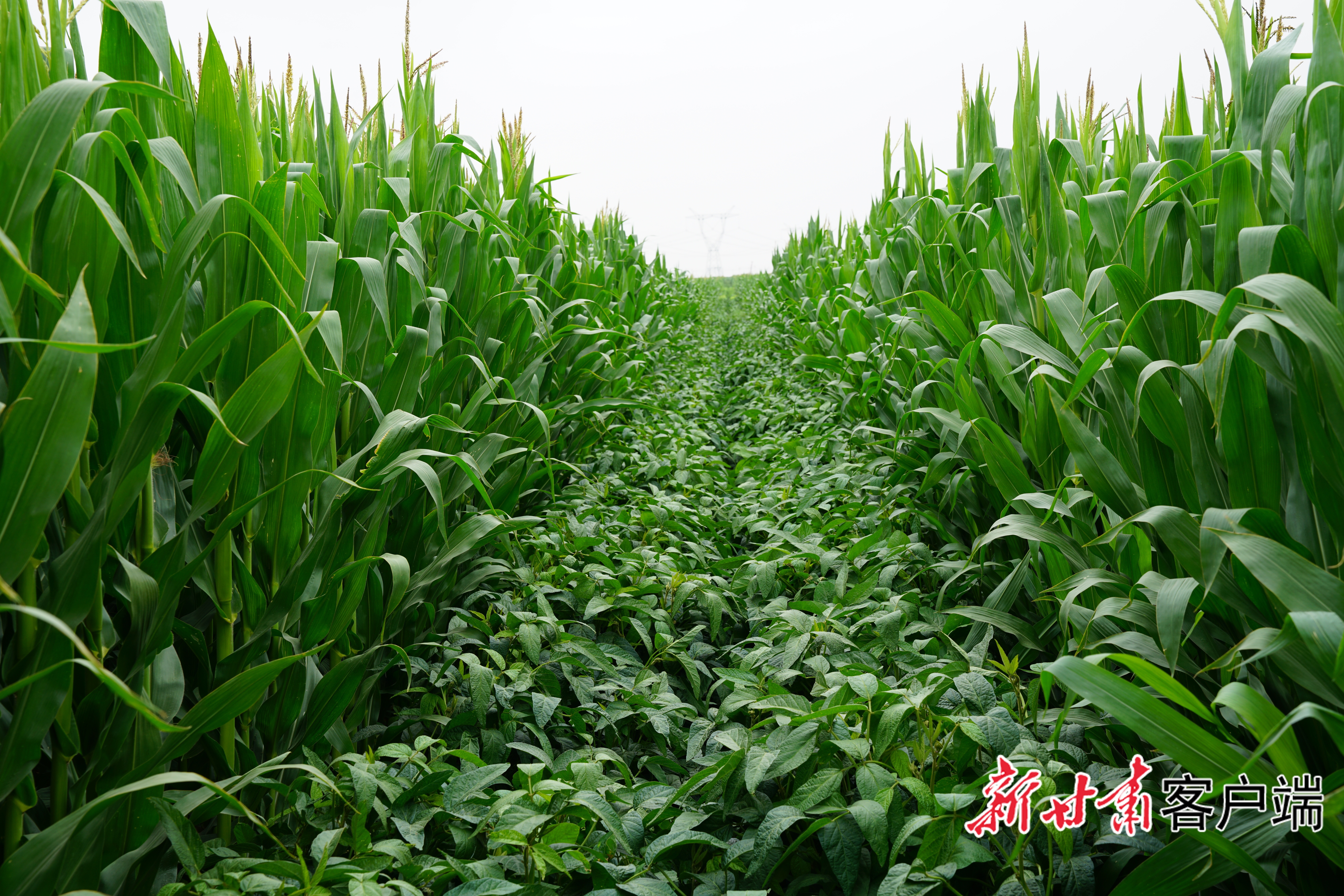 新型多样化种植模式