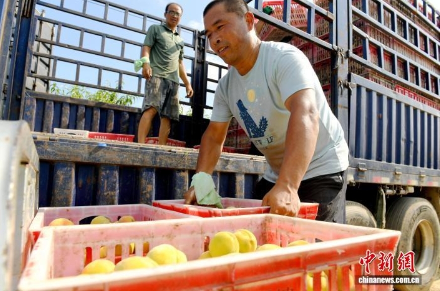 7月22日,河北省衡水市阜城县漫河镇的2100亩黄桃喜迎丰收,一颗颗成熟的黄桃挂满枝头,果香四溢,果农们穿梭在桃林间,忙着摘果、运果、装车。图为果农将黄桃装车。苗凤强 摄