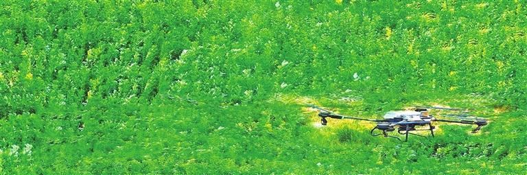 无人机在种植基地上空精准作业　兰州新区报记者　李怡青　摄