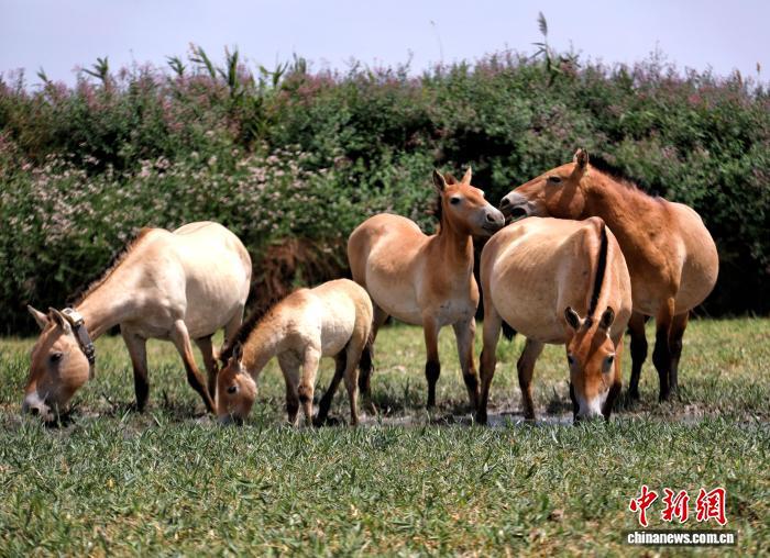 中国境内的普氏野马总数已突破900匹　张赫凡　摄