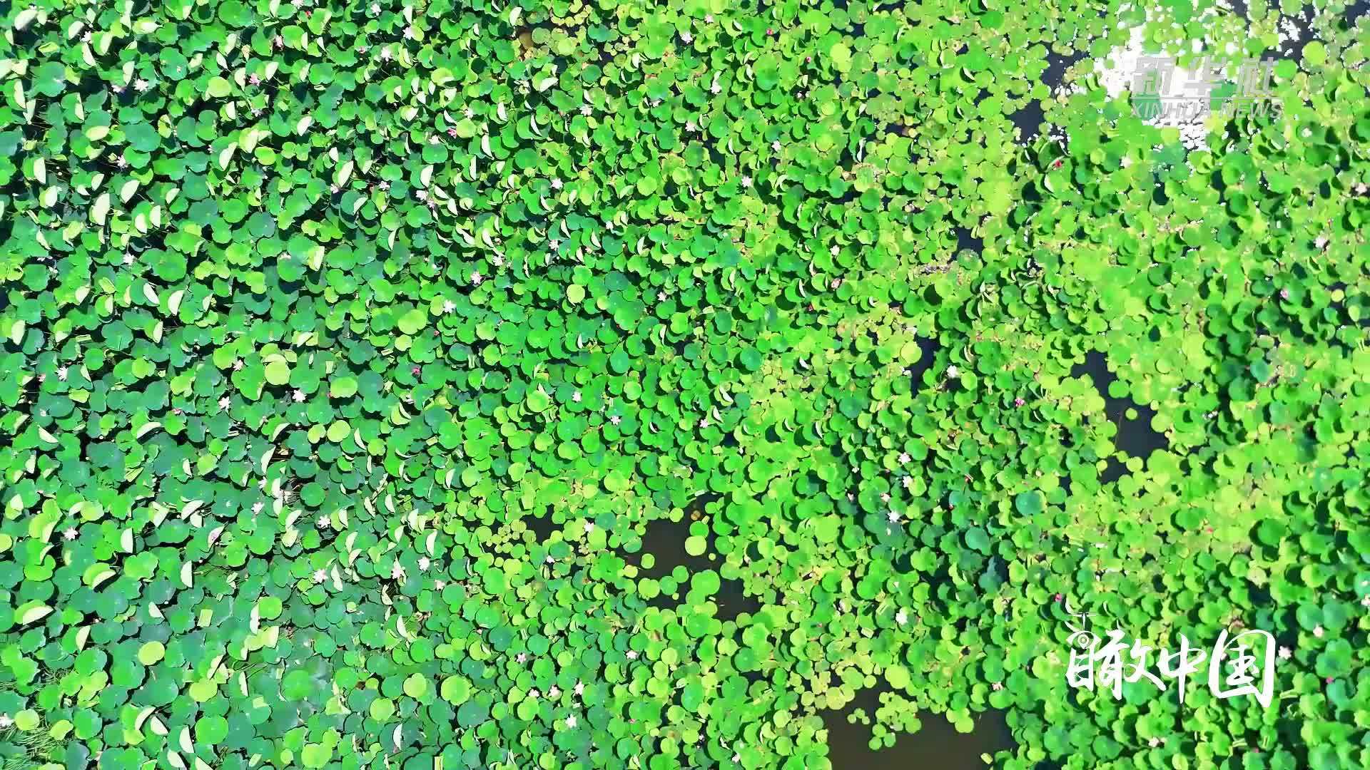 瞰中国｜荷影摇波 夏意入画