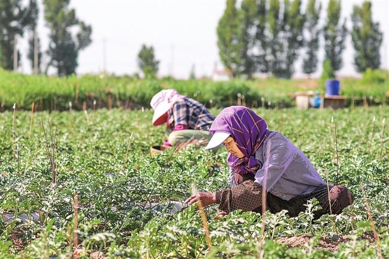 农户在为制种西瓜进行人工授粉　曹红祖