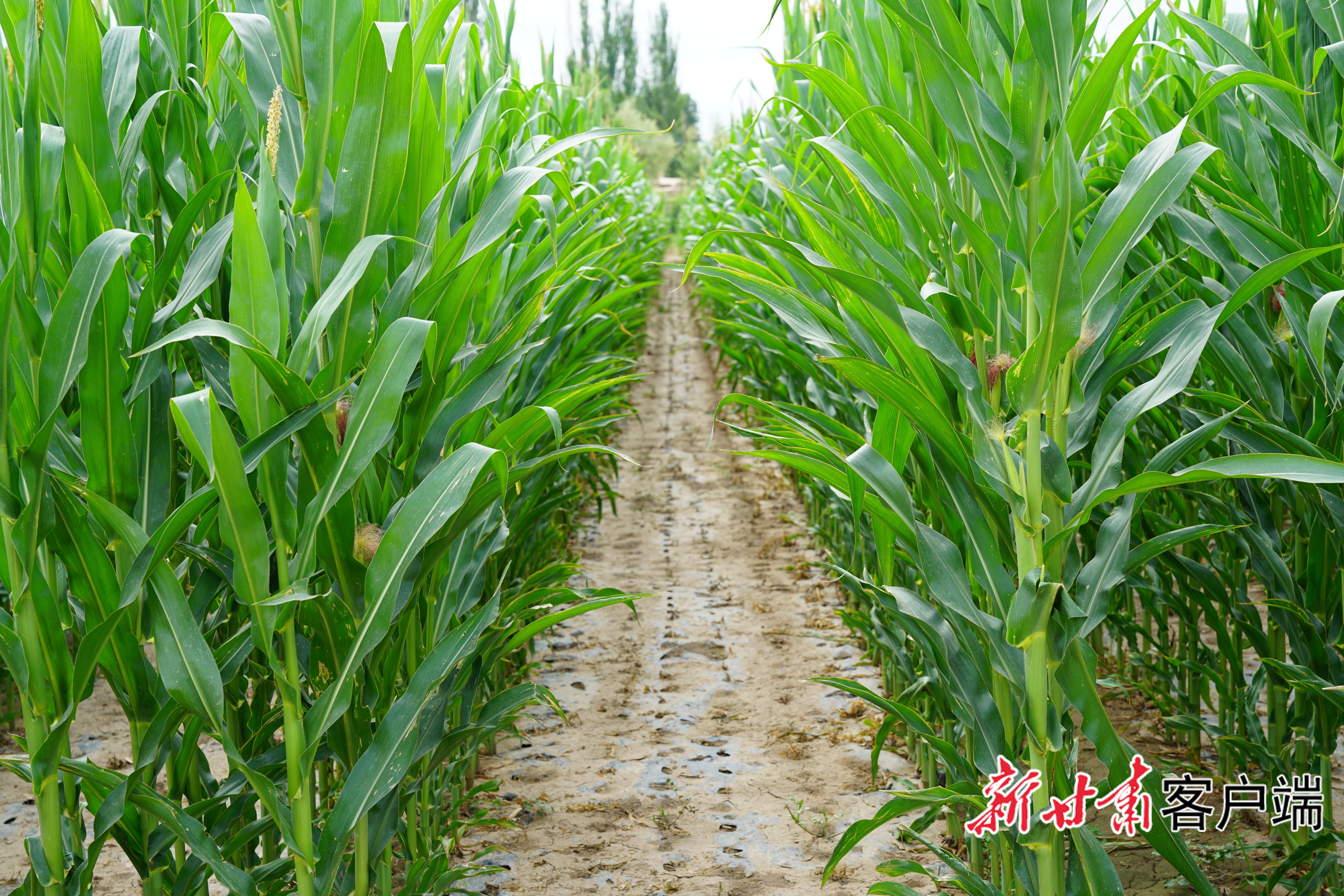 新型多样化种植大多采用膜下滴灌方式