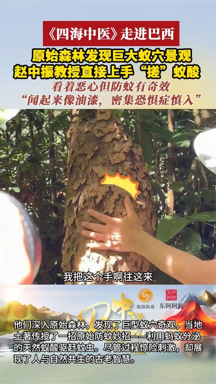 赵中振教授直接上手“搓”蚁酸，看着恶心但防蚊有奇效