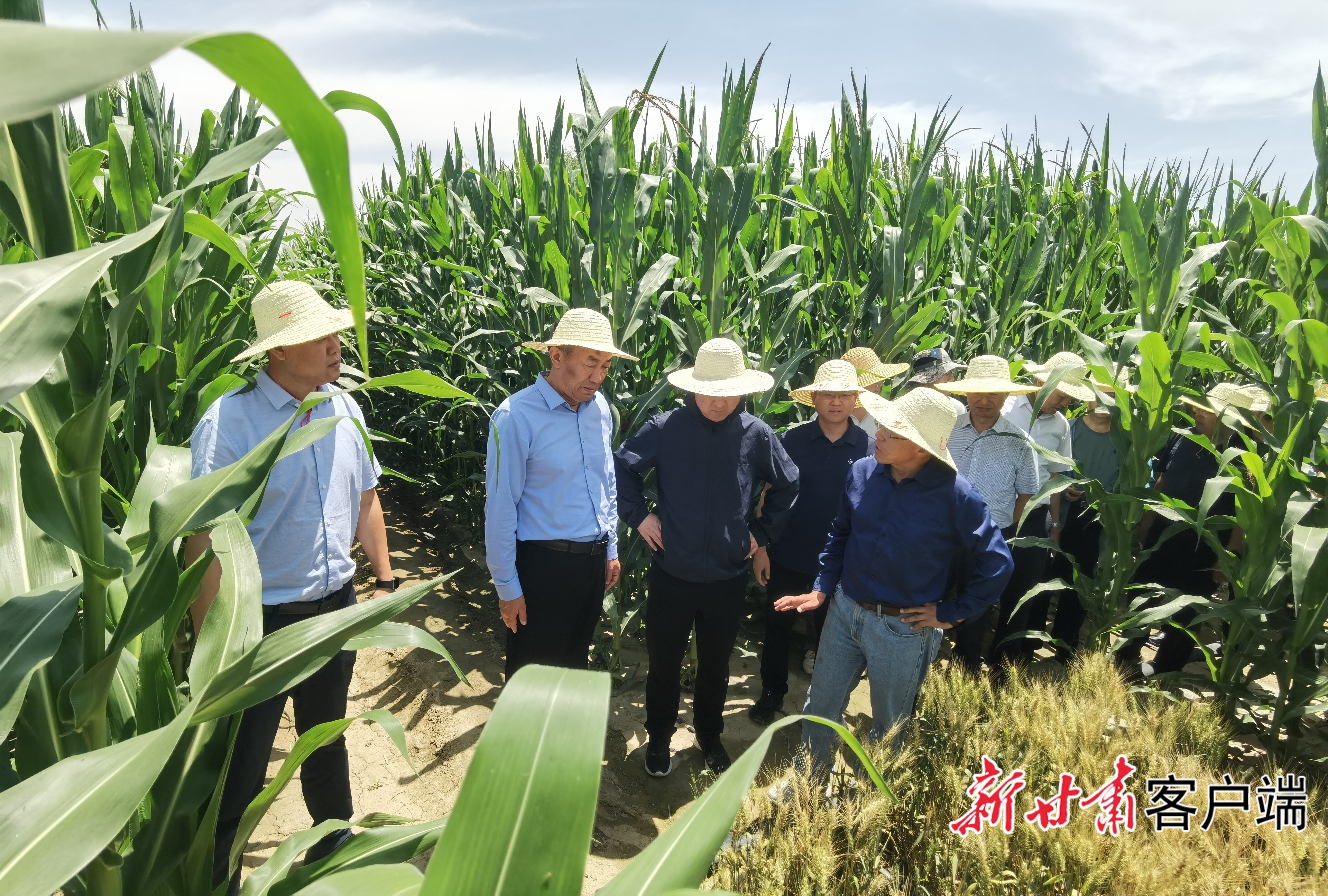 农业专家观摩新型多样化种植模式