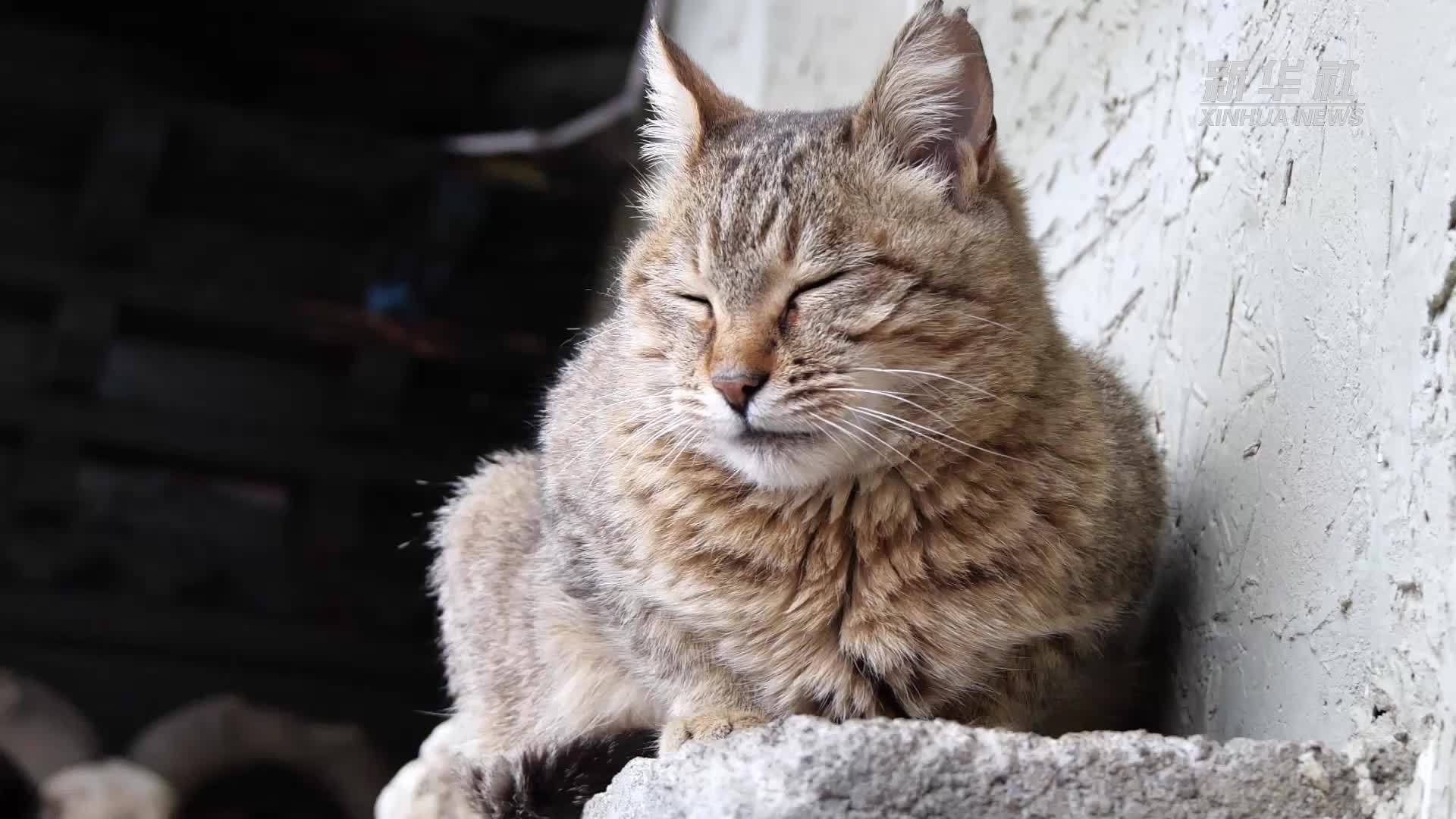 西藏乡村60年｜碧湖边的古村——错高