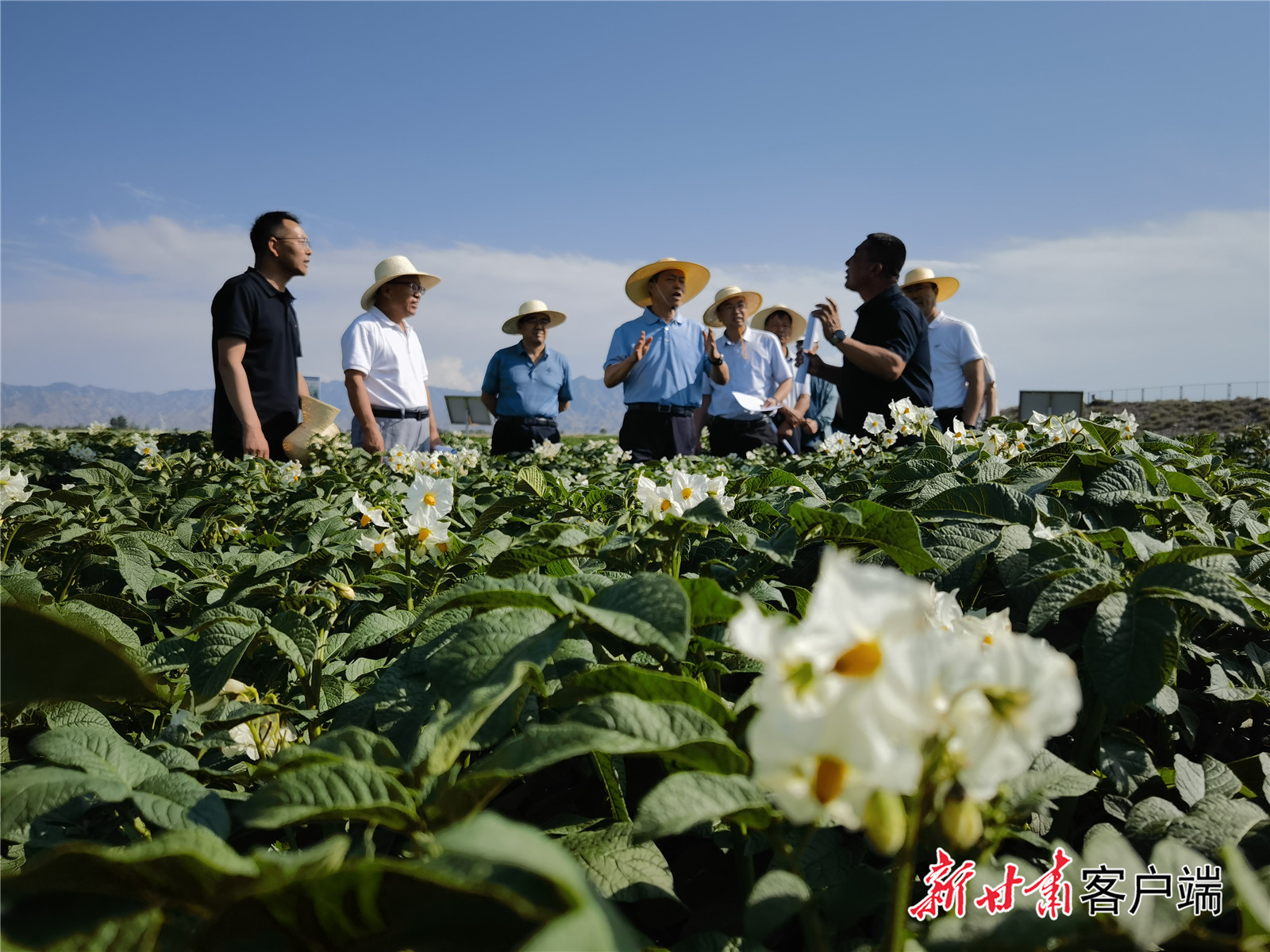 马铃薯示范基地