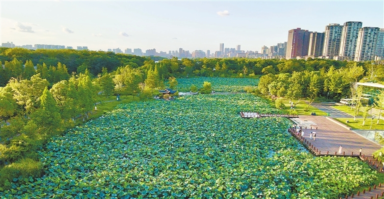 赏夏荷 品果香（图）