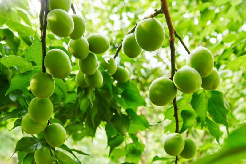 点击查看原始图片