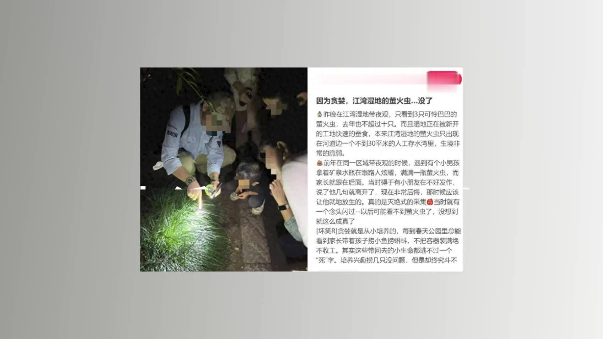上海湿地公园萤火虫数量减少遭质疑，负责人：很多原因，已加大巡查